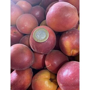 Dev Meyveli Zaiges Giant Kırmızı Kayısı