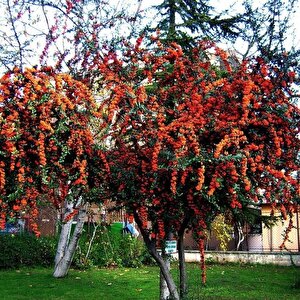 Tüplü Bodur Ateşdikeni Fidanı Bonsai İçin Uygun Bitki