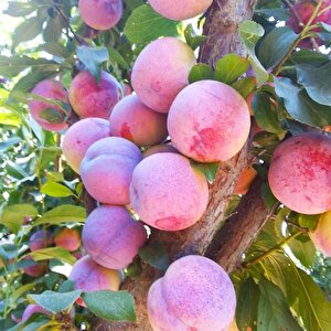 Tüplü Yarı Bodur Autumn Giant Erik Fidanı