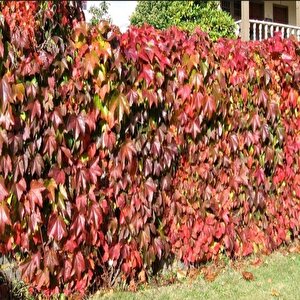 Tüplü Amerikan Sarmaşığı Fidanı (15 Adet)