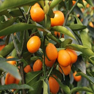 Bodur Tipte Nagami Kamkat (kumkuat )fidanı Seneye Meyve Verir