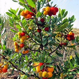 Tüplü Abutus Undo Dağ Çileği Kocayemiş Fidanı (30-50 Cm)