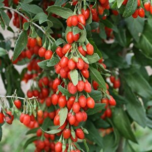 Tüplü Goji Berry Kurt Üzümü Fidanı