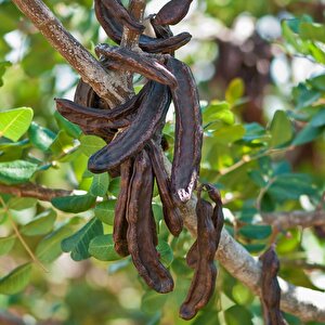 Tüplü Keçi Boynuzu(harnup) Fidanı- Aşısız