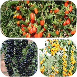Tüplü Goji Berry Fidanı Paketi (siyah-sarı-kırmızı Tek Pakette)