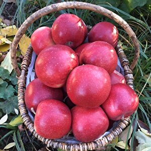 Tüplü Yarı Bodur Red Jonaprince Elma Fidanı