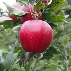 Tüplü Yarı Bodur Red Jonaprince Elma Fidanı