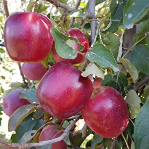 Tüplü Aşılı Yarı Bodur Dark Red Flavor Elma Fidanı