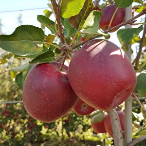 Tüplü Aşılı Yarı Bodur Dark Red Flavor Elma Fidanı