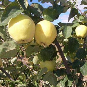Tüplü Yüksek Verimli Yarı Bodur Midilli Ege 25 Ayva Fidanı