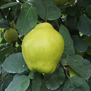 Tüplü Tam Bodur Sahilde Yetişebilen Ege 22 İstanbul Ayvası Fidanı