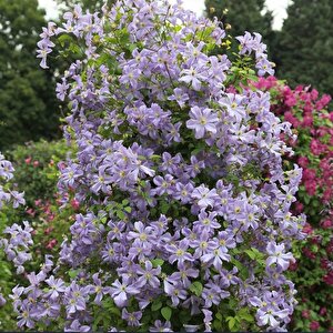 Multi Çiçekli Arabella Clematis Orman Asması Çiçeği Fidanı (5-10 Cm)