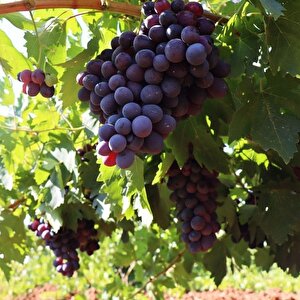 Tüplül Autumn Royal Siyah Çekirdeksiz Üzüm Fidanı