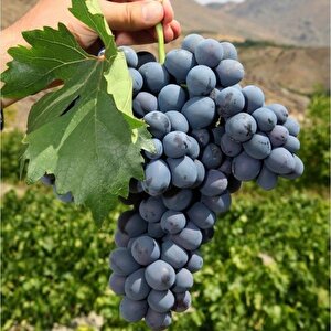 Tüplü Horoz Karası Siyah Üzüm (asma-bağ) Fidanı