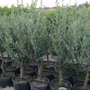 Saksıda Bodur Tipte Zeytin Fidanı Meyve Verme Durumunda (5-6 Yaş) 8-14 Kutur