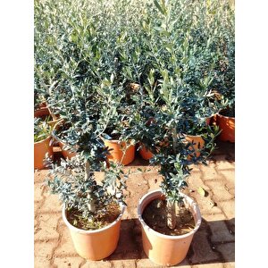 Saksıda Bodur Tipte Zeytin Fidanı Meyve Verme Durumunda (5-6 Yaş) 8-14 Kutur