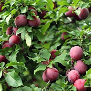 Tüplü Yarı Bodur Pioneer Erik Fidanı