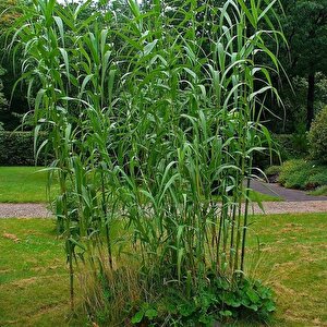 Tüplü Arundo Donax Sazlık Kamışı Fidanı (80-120 Cm)
