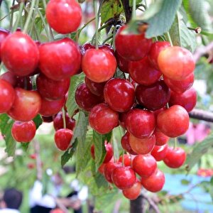 Tüplü Yarı Bodur Early Burlat Kiraz Fidanı
