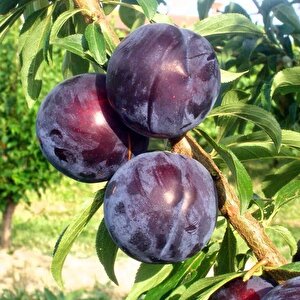 Tüplü Tracy Sun Erik Fidanı