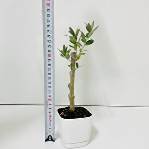 Ücretsiz Kargo Saksıda Minyatür Bonsai Yapımına Uygun Hediyelik Zeytin Fidanı (lüx Saksı)