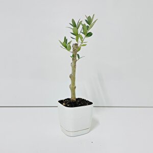 Ücretsiz Kargo Saksıda Minyatür Bonsai Yapımına Uygun Hediyelik Zeytin Fidanı (lüx Saksı)