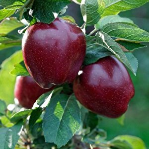 Tüplü Joremini Elma Fidanı