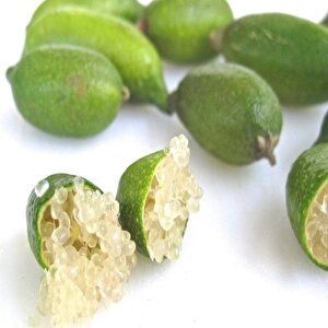 Tüplü Finger Lime Fidanı (10-30 Cm)