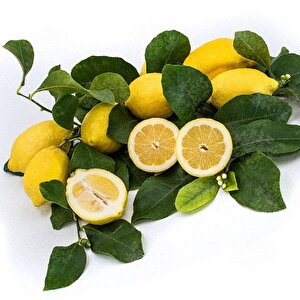 İri Meyveli Uzun Zagara Bianca Limon Fidanı