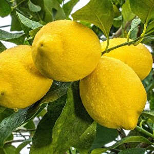İri Meyveli Uzun Zagara Bianca Limon Fidanı