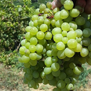 Tüplü İri Taneli Çok Tatlı Tarsus Beyazı Üzüm Fidanı