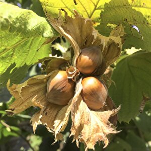 Tüplü Ordu Çakıldak Fındık Fidanı