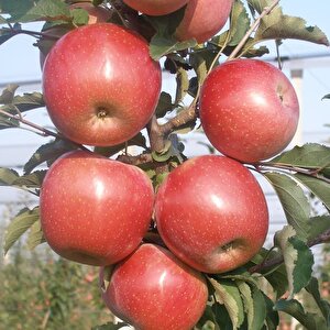 Tüplü Fuji Kiku Elma Fidanı