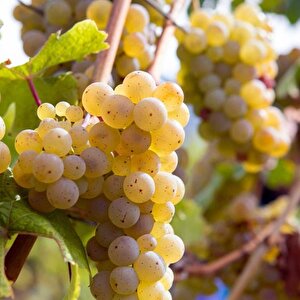 Parfüm Kokulu Yüksek Aromalı Sofralık Pekmezlik Riesling Üzüm Fidanı