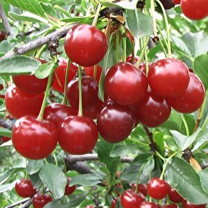 Tüplü Yarı Bodur Kendine Verimli Rubin Van Weichesel Vişne Fidanı Çok Dallı Seneye Meyve Verir