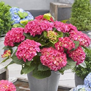 Tüplü Pembe Çiçekli Ortanca Fidanı