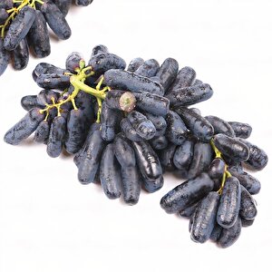 Tüplü Çekirdeksiz Finger Black Üzüm Fidanı