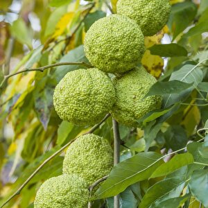 Tüplü Nadir Bulunan Maclura Pomifera Yalancı Portakal (ayı Portakalı) Fidanı