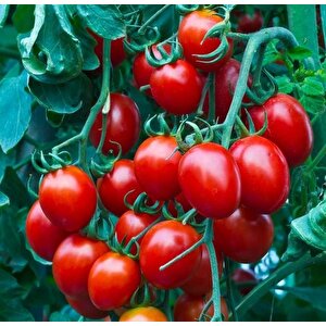 Heirloom Red Cherry Domates Tohumu (15 Tohum)