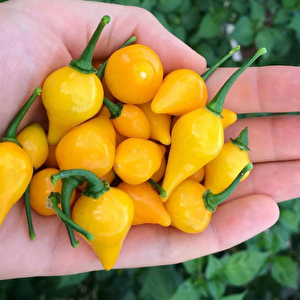 Biguinho Salmon Biber Tohumu (15 Adet)