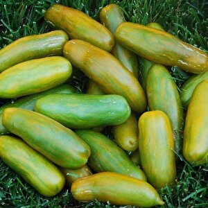 Basık Çizgili Lange Aermer Yeşil Domates Tohumu (15 Tohum)