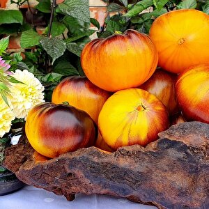 İri Etli Meyveli Wolverine Domates Tohumu (15 Tohum)