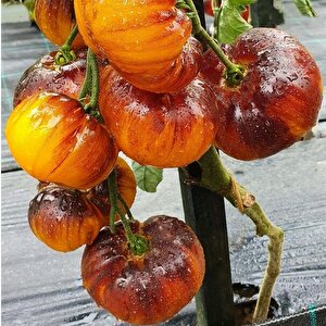 İri Etli Meyveli Wolverine Domates Tohumu (15 Tohum)