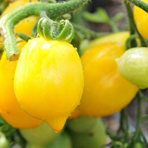 Wonderlight Limon Domates Tohumu Domates Tohumu (15 Tohum)