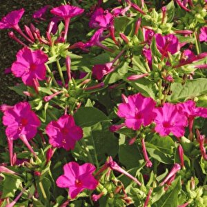 Rose Love Akşam Sefası Çiçeği Tohumu(20 Tohum)