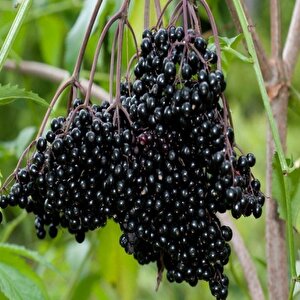 Doğal Karamürver Tohumu (50 Tohum)