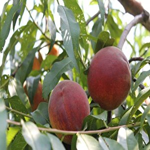 Tüplü Spring Crest Şeftali Fidanı