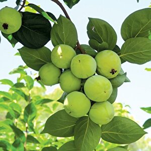 Tüplü Yeşil Green Kaki Çikolata Trabzon Hurması Fidanı