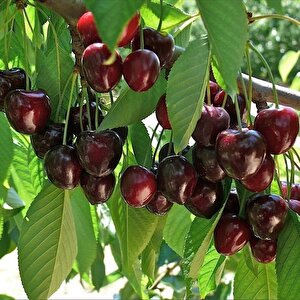 Tüplü Yarı Bodur Octavia Kiraz Fidanı