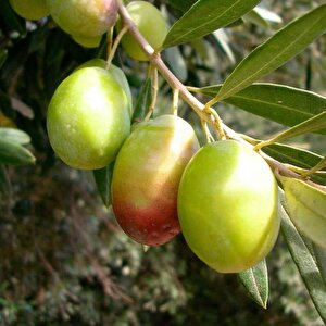 Tüplü Çok İri Meyveli Domat Zeytin Fidanı
